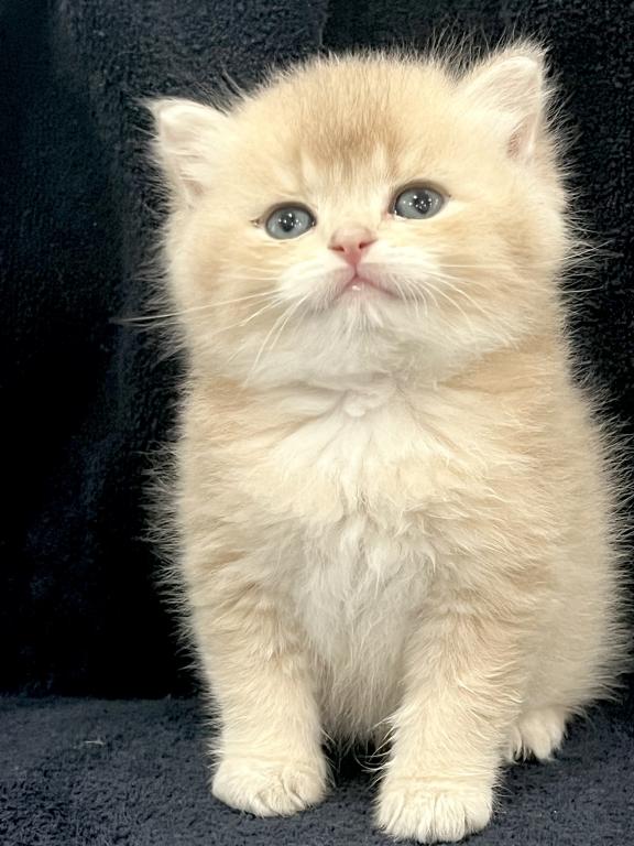 Same Litter photo 2