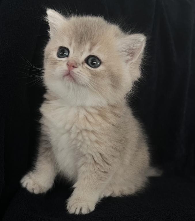Same Litter photo 9