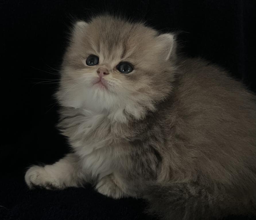 Same Litter photo 1