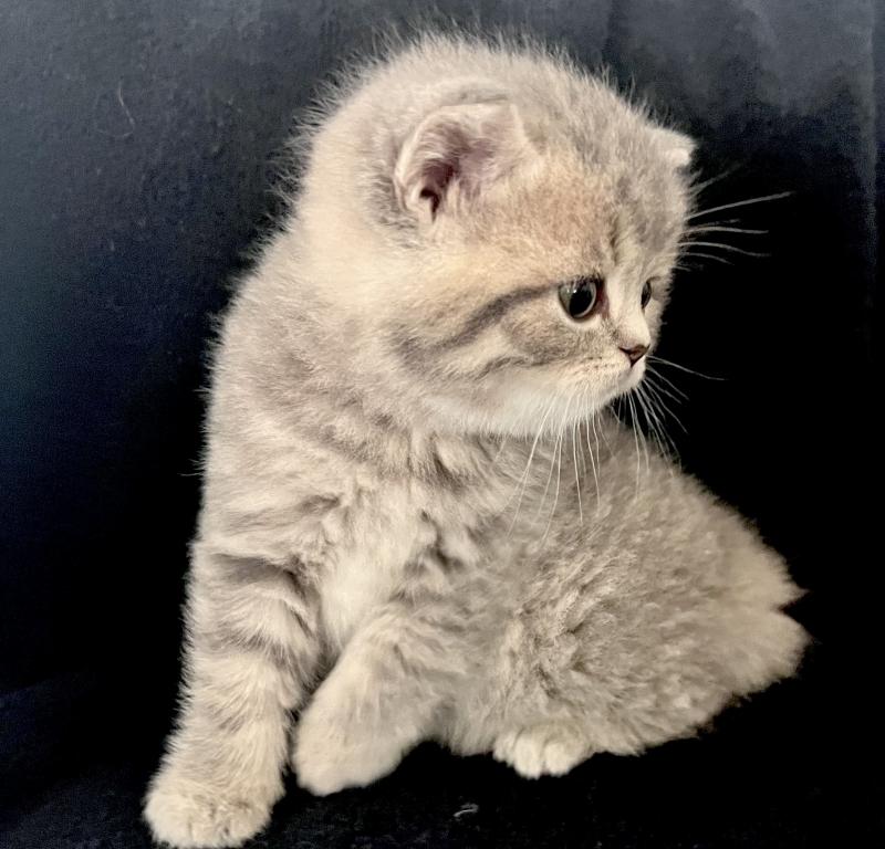 Same Litter photo 6