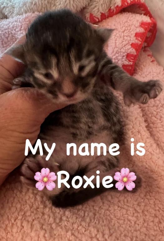 Purebred Maine Coon Kittens Sarasota photo 6