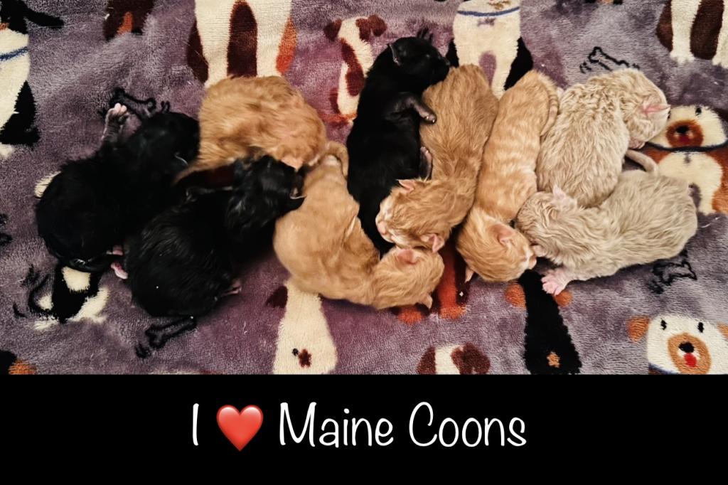 Purebred Maine Coon Kittens Sarasota photo 1