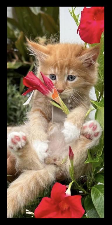 Purebred Maine Coon Kittens Sarasota photo 8