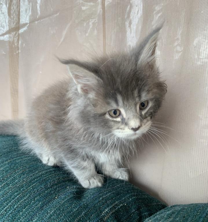 Blue  Maine Coon photo 1