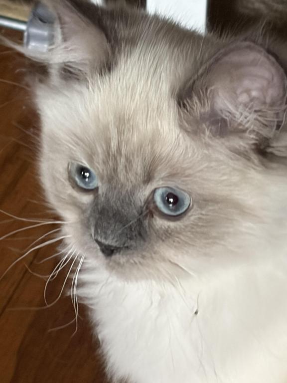 Persian Himalayan Male Kitten Available photo 1