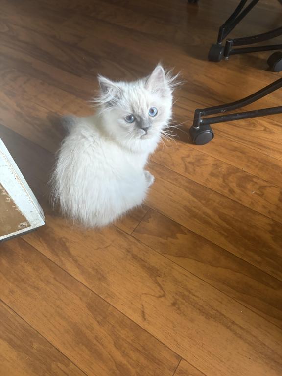 Persian Himalayan Male Kitten Available photo 4
