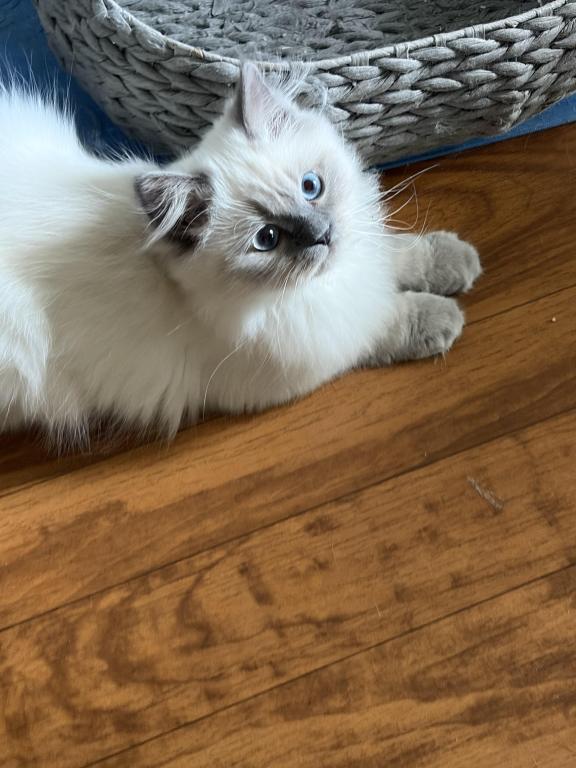 Persian Himalayan Male Kitten Available photo 6