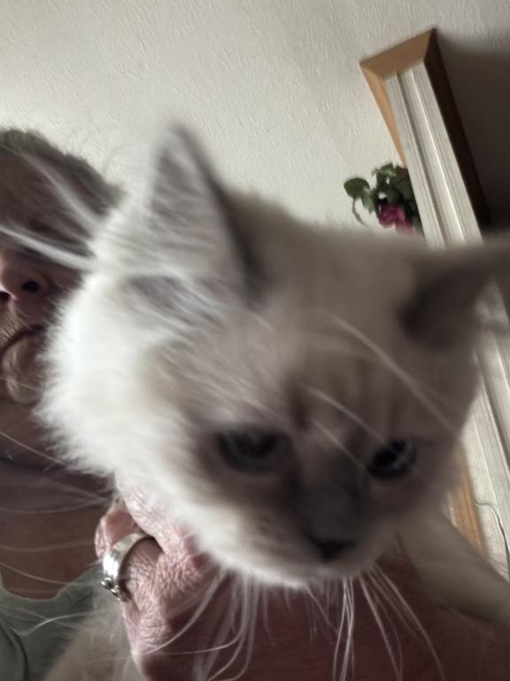 Persian Himalayan Male Kitten Available photo 3
