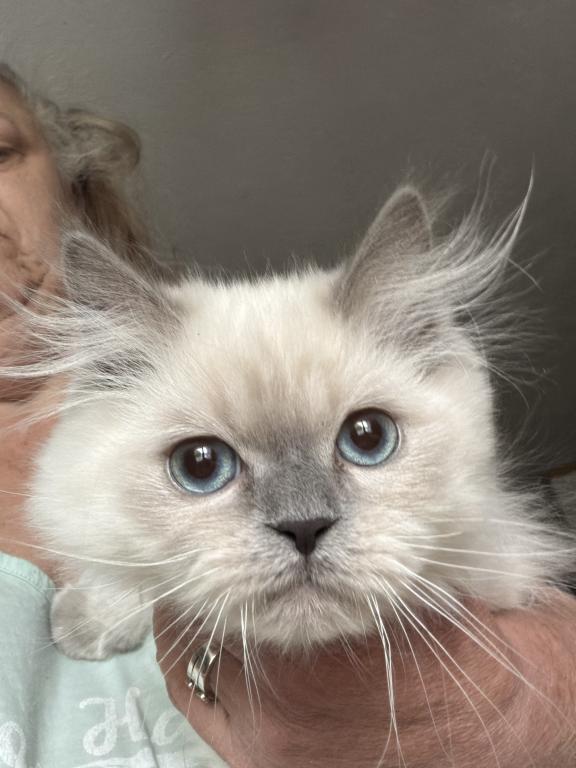 Persian Himalayan Male Kitten Available photo 5