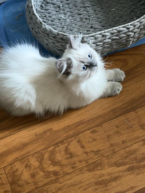 Persian Himalayan Male Kitten Available photo 7