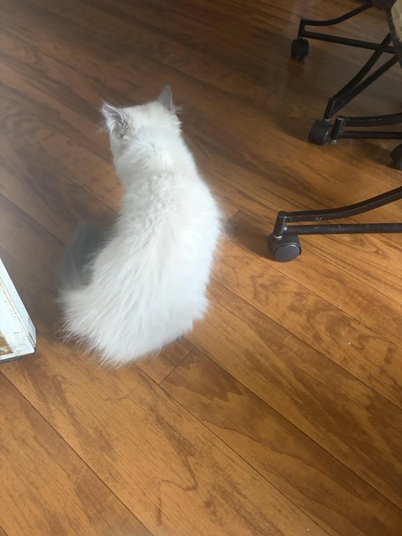 Persian Himalayan Male Kitten Available photo 2