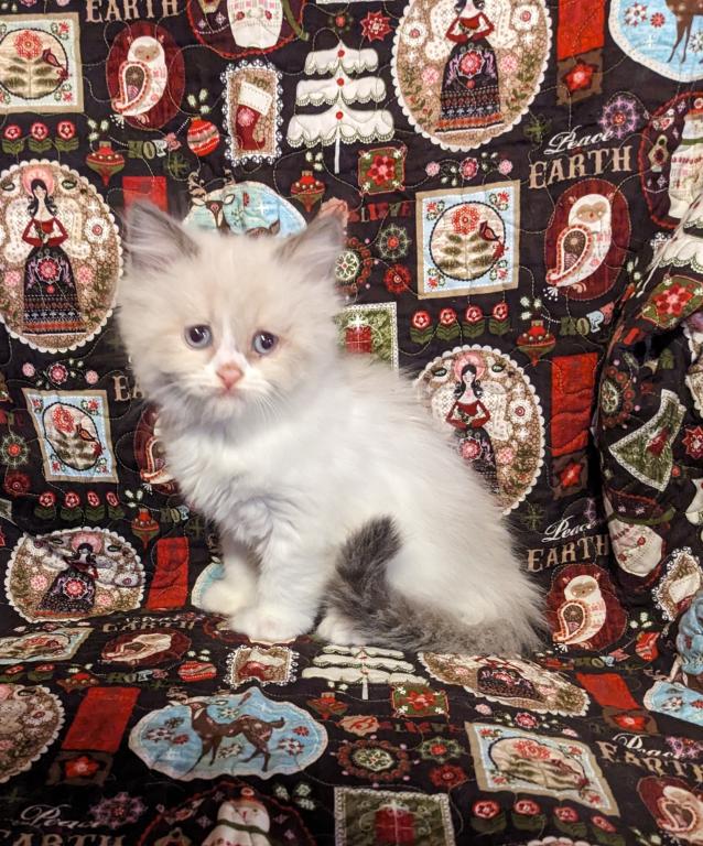 Nonstandard Kittens photo 1