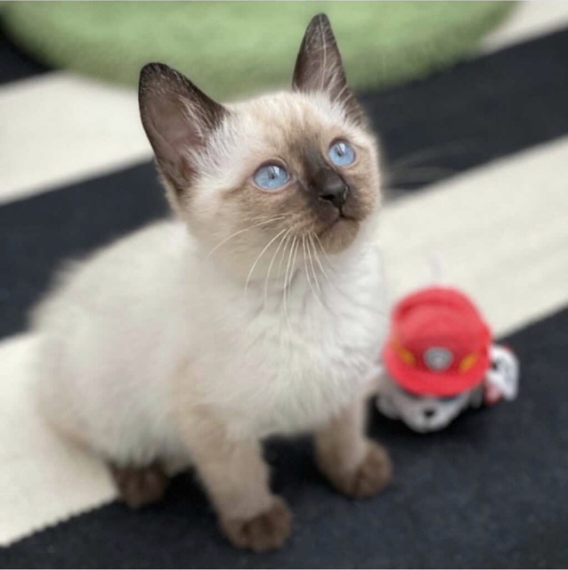 Balinese Kitten Litter