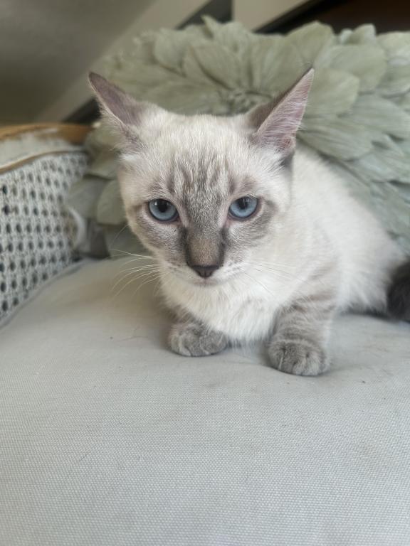 Oliver photo 1