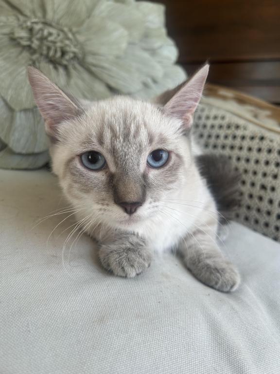 Oliver photo 4