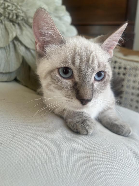 Oliver photo 2