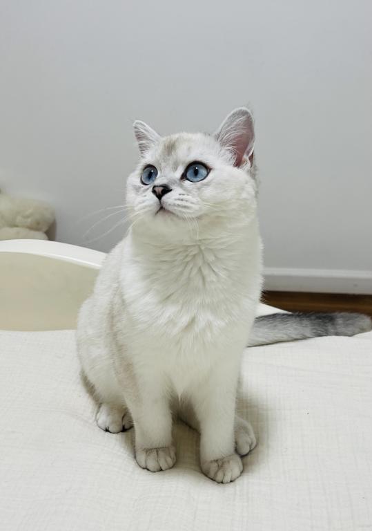 Pearl photo 3