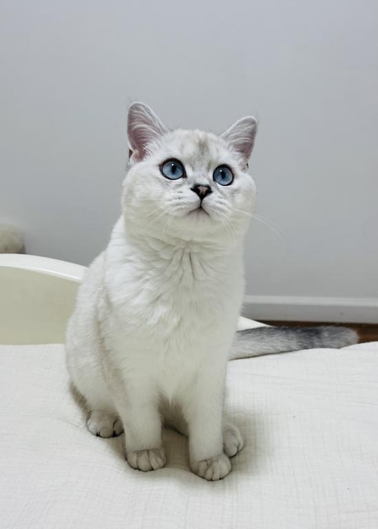 Pearl photo 2