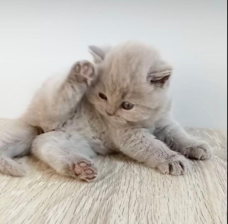PURE BREED BRITISH SHORTHAIR KITTENS FOR SALE photo 6