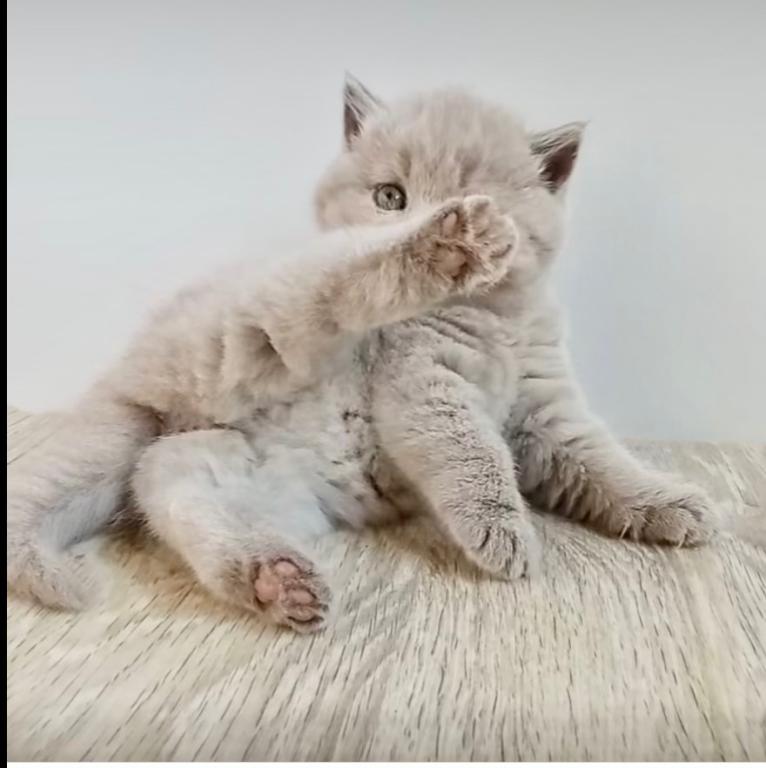 PURE BREED BRITISH SHORTHAIR KITTENS FOR SALE photo 1