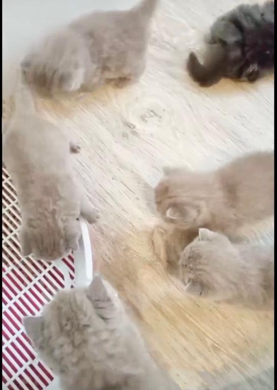 PURE BREED BRITISH SHORTHAIR KITTENS FOR SALE photo 5