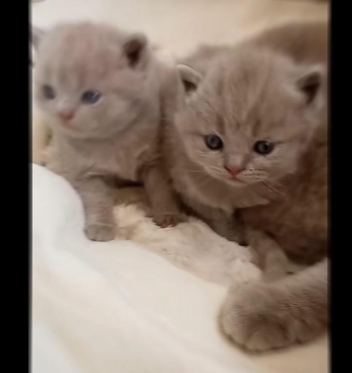 PURE BREED BRITISH SHORTHAIR KITTENS FOR SALE photo 2
