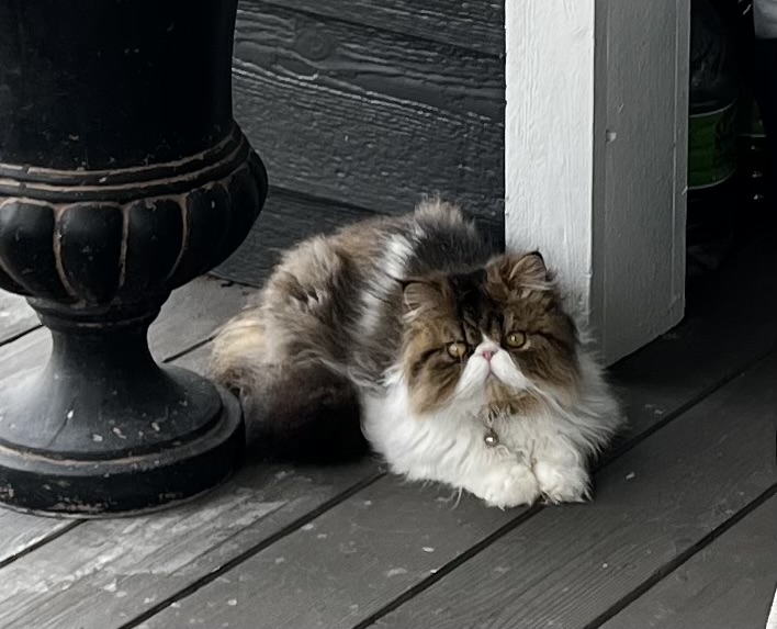Brown Patched Tabby And White LH photo 1