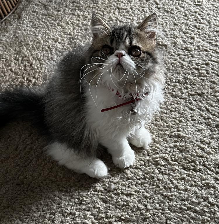 Brown Patched Tabby And White LH photo 8