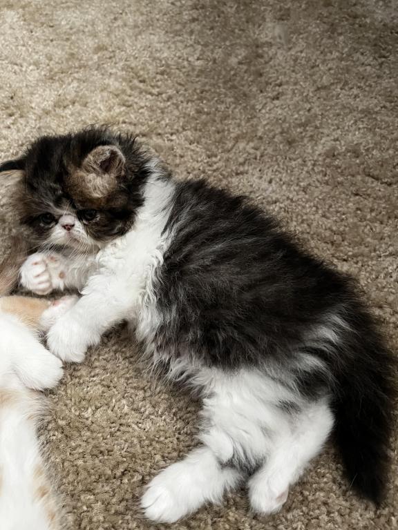 Brown Patched Tabby And White LH photo 6