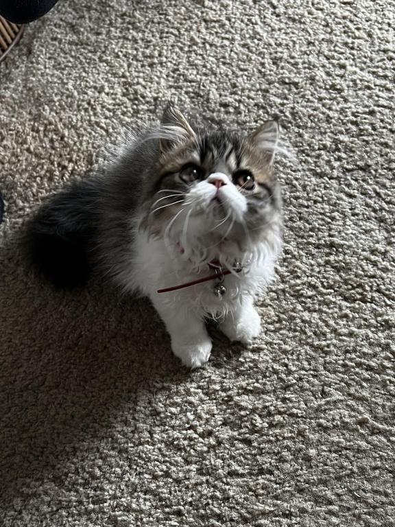 Brown Patched Tabby And White LH photo 9