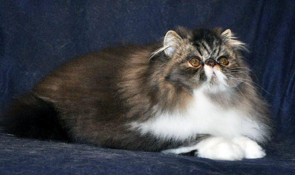 Brown Patched Tabby And White LH photo 2