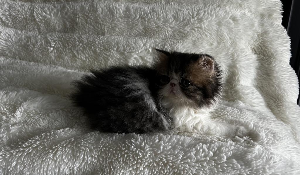 Brown Patched Tabby And White LH photo 16