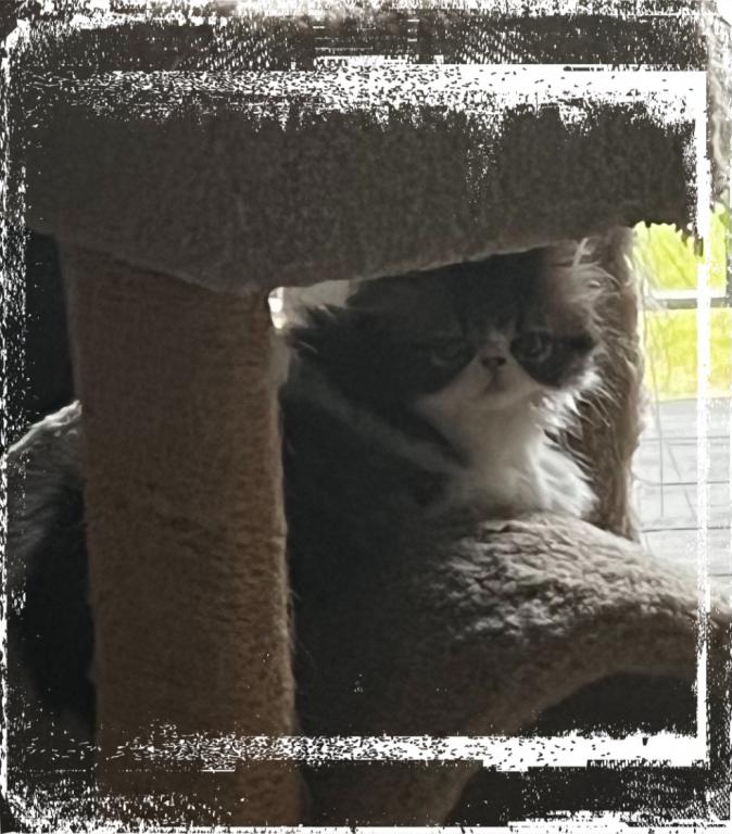 Brown Patched Tabby And White LH photo 13