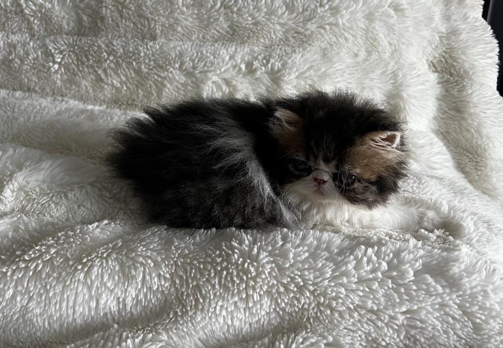 Brown Patched Tabby And White LH photo 14