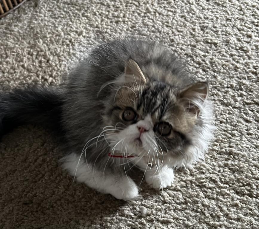 Brown Patched Tabby And White LH photo 10