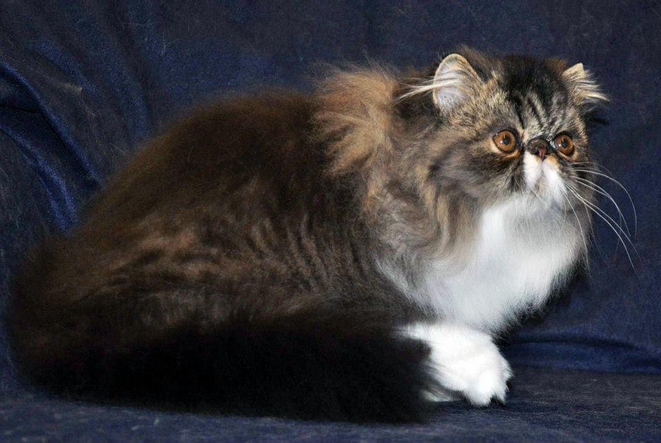 Brown Patched Tabby And White LH photo 4