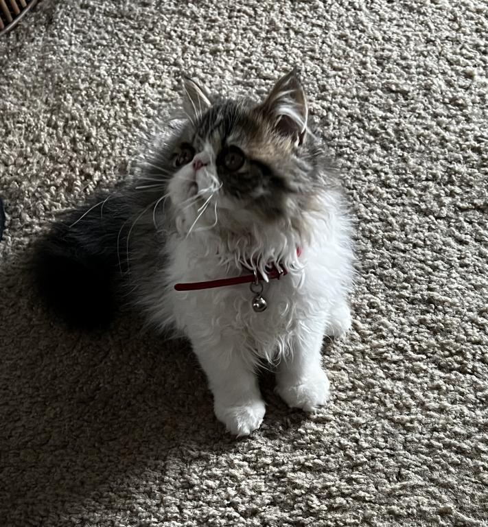 Brown Patched Tabby And White LH photo 11