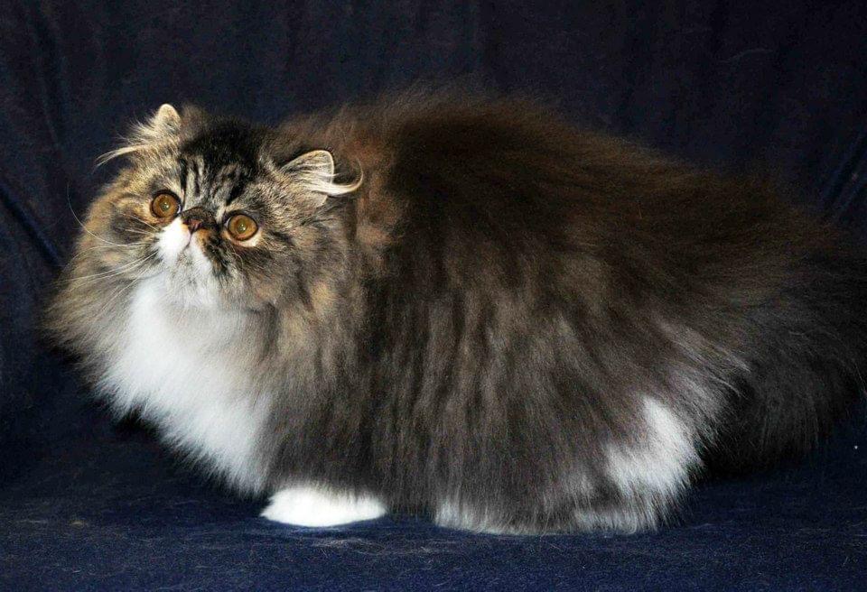 Brown Patched Tabby And White LH photo 3