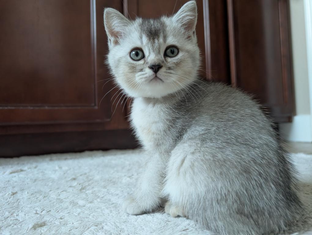 Brownie photo 4