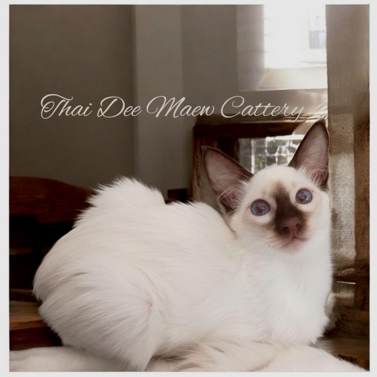 Chocolate CFA TICA Balinese