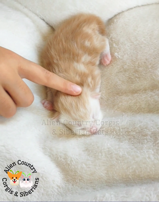 ADOPTED Charmander Of The Pokemon Diamond Litter photo 2