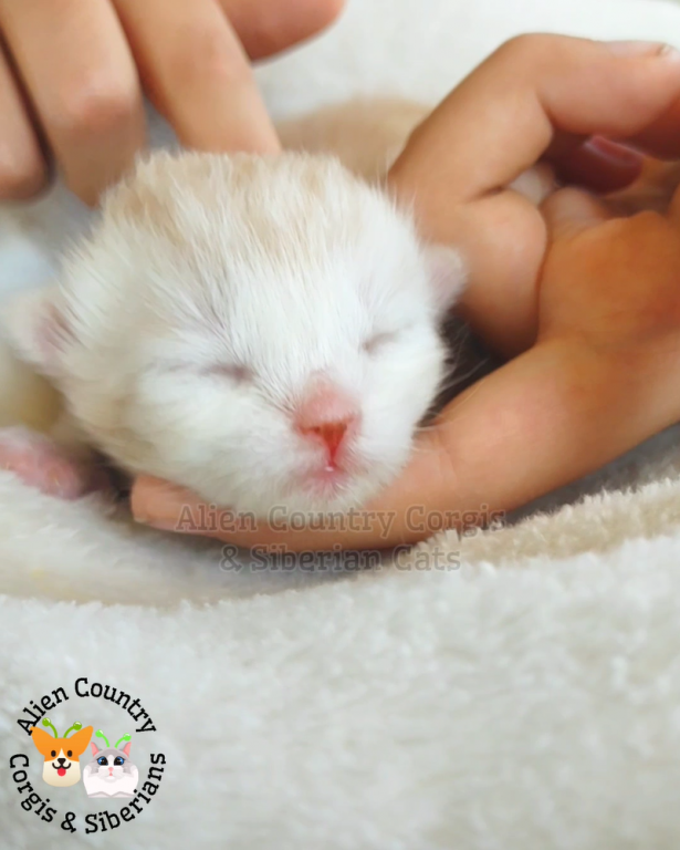 ADOPTED Charmander Of The Pokemon Diamond Litter photo 1