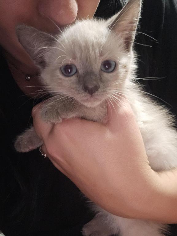 Siamese Kittens photo 2