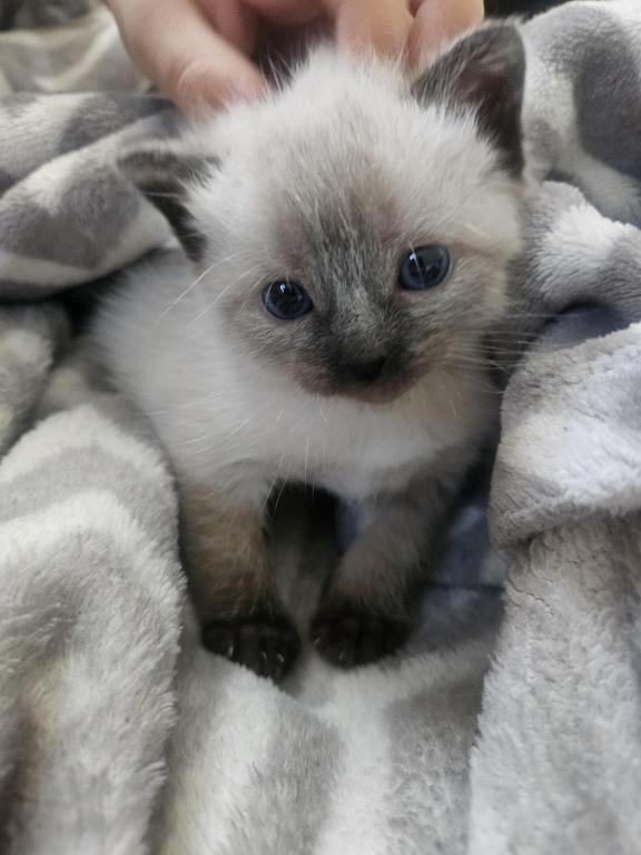 Siamese Kittens photo 6