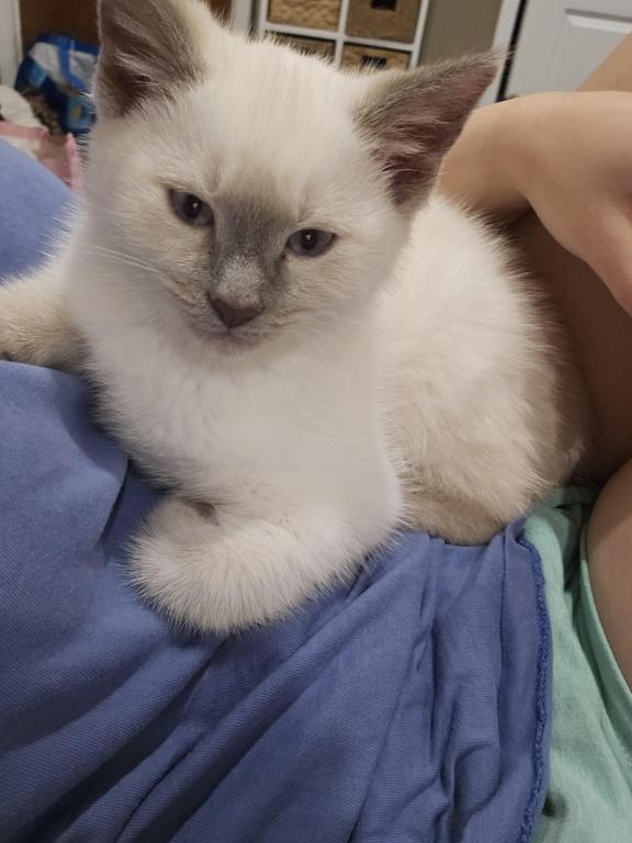 Siamese Kittens photo 7