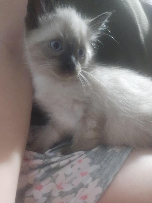 Siamese Kittens photo 8
