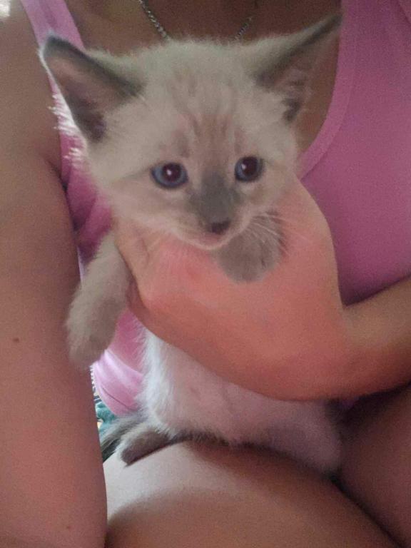 Siamese Kittens photo 3