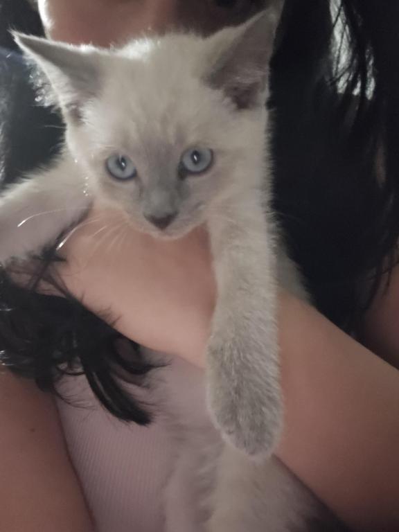 Siamese Kittens