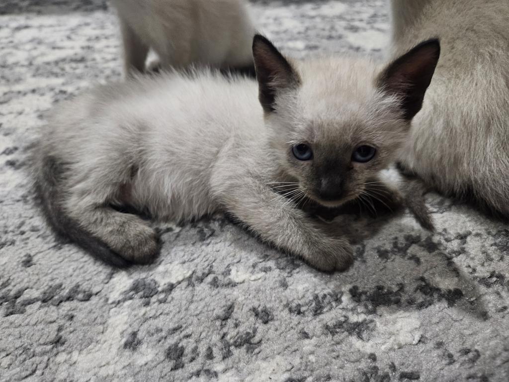 Siamese Kittens photo 4