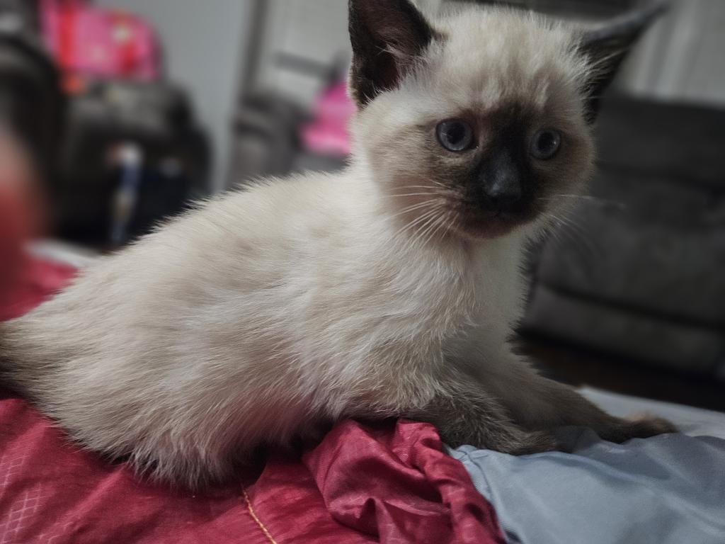 Siamese Kittens photo 5